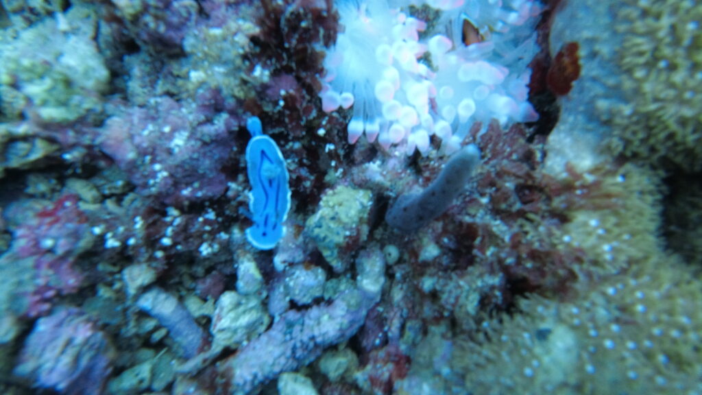 violet nudibranch