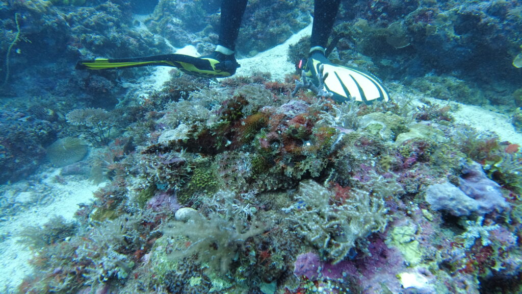 a stonefish sitting on a coral.
