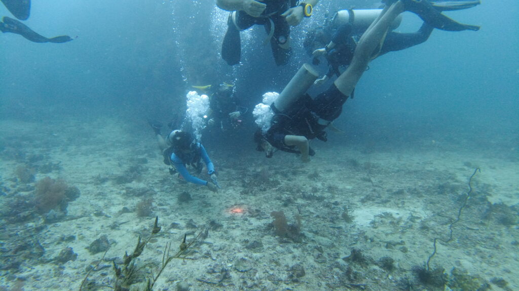 SCUBA divers underwater
