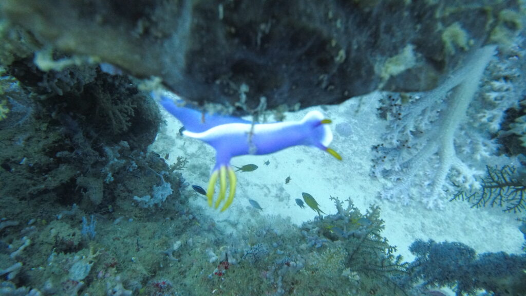 a violet colored with white line sea mollusks.