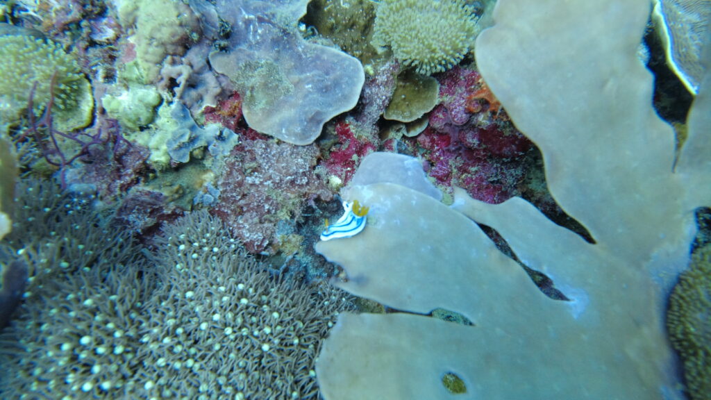 a stripe of white and violet sea mollusks.