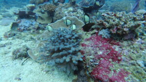 small fishes swimming on a coral