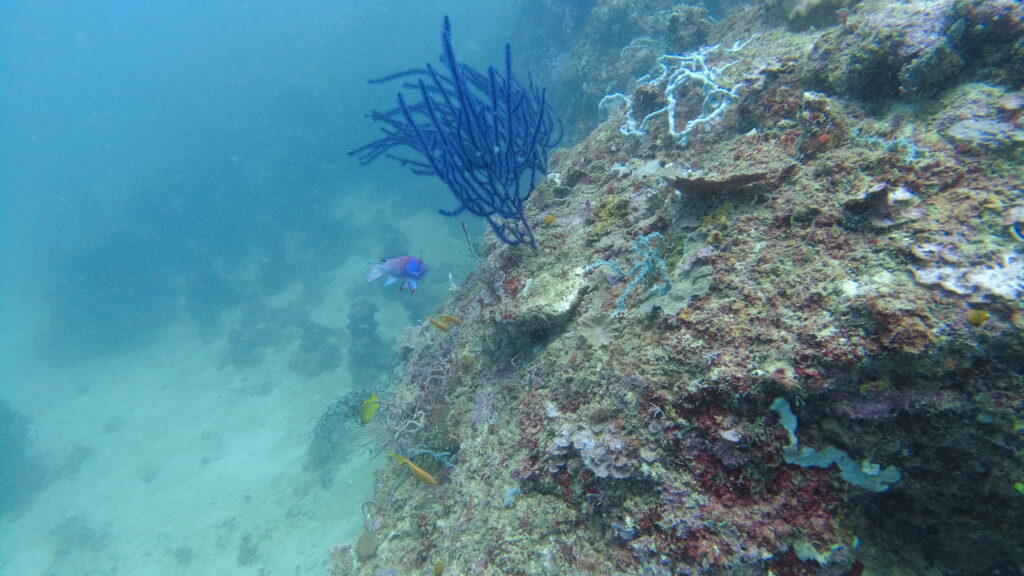 a reef with a high-colored purple of a fish at the center