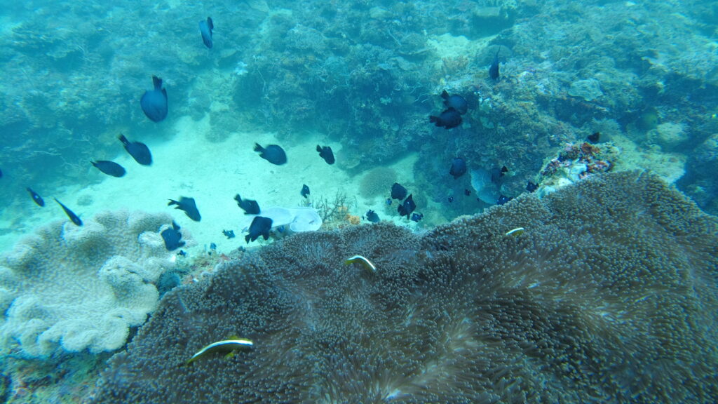 a reef with small fishes