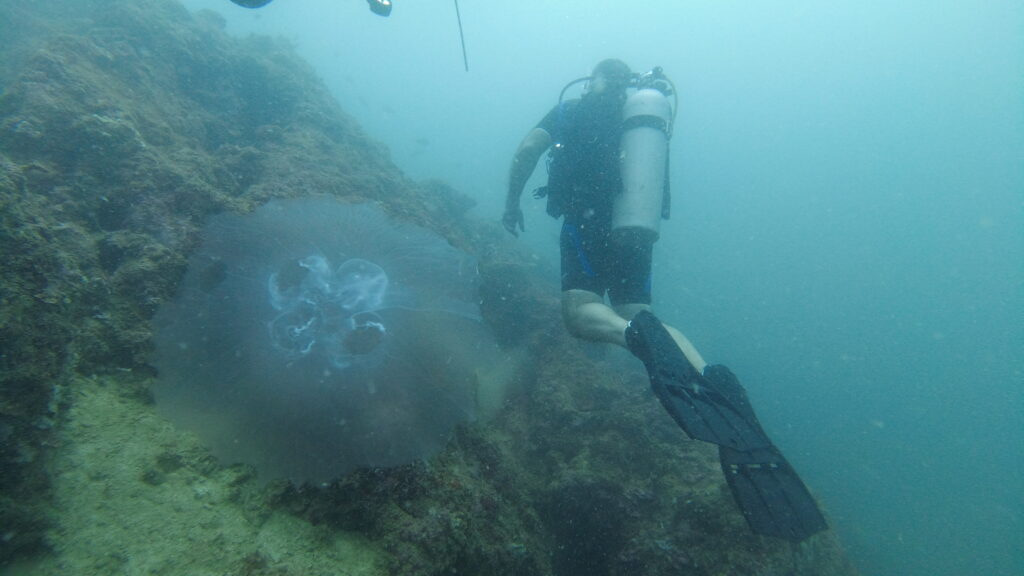 a jelly fish with a scuba diver beside it