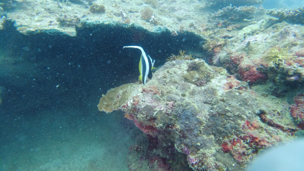 a picture of a moorish idol fish.