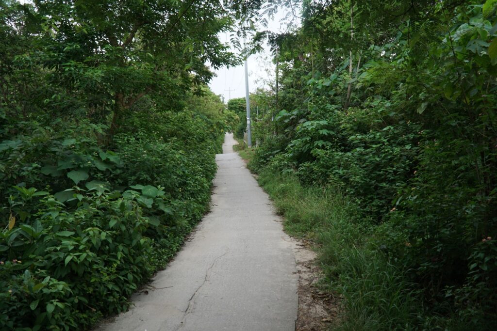 a narrow road with green bushes on a side.