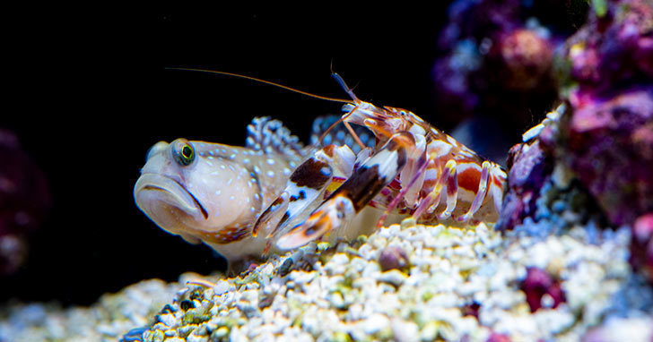 goby fish and alpheid shrimp