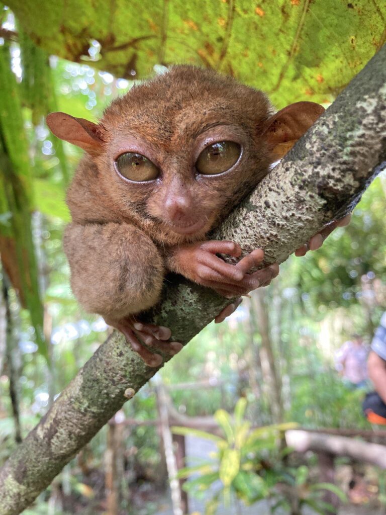 tarsier