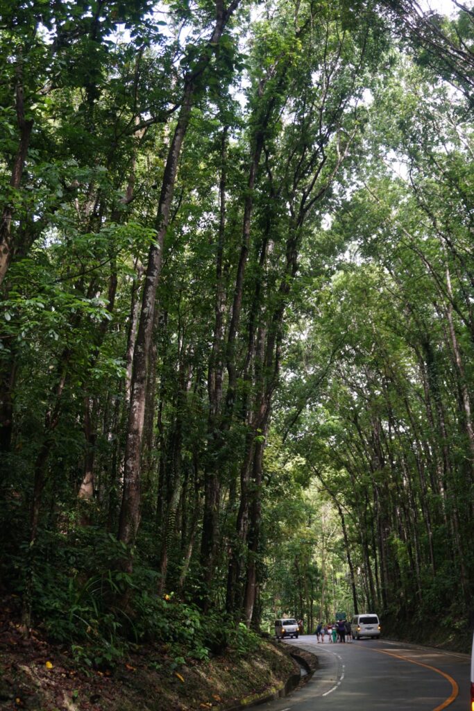 tall trees on each side of the road creating a shade