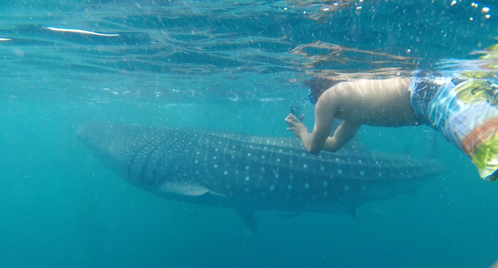 a big blue with white spot whale shark with a man swimming at the right taking a picture.