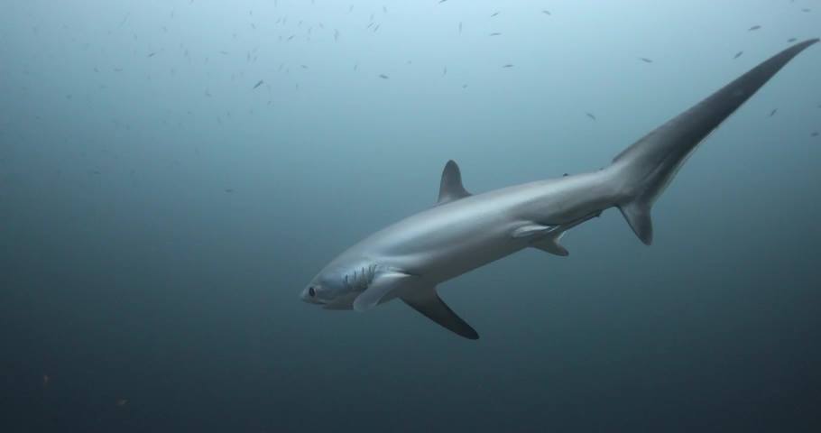 Thresher shark with its long tail.