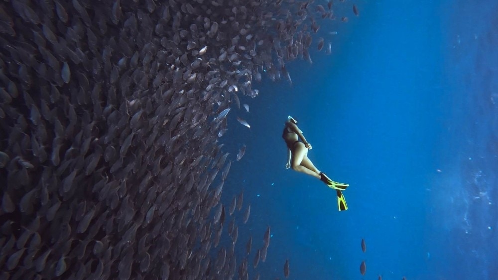 Hundreds of sardines underwater with a woman diving on the right.